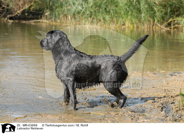 Labrador Retriever / Labrador Retriever / MR-03689