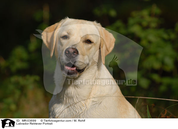 Labrador Retriever Portrait / Labrador Retriever Portrait / MR-03699
