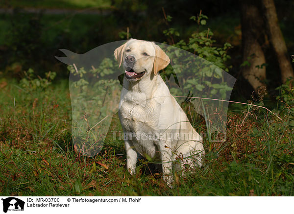 Labrador Retriever / Labrador Retriever / MR-03700