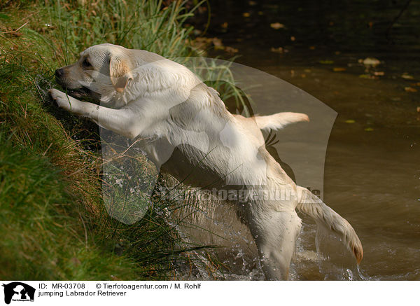 springender Labrador Retriever / jumping Labrador Retriever / MR-03708