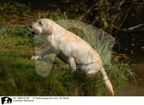 Labrador Retriever / Labrador Retriever / MR-03709