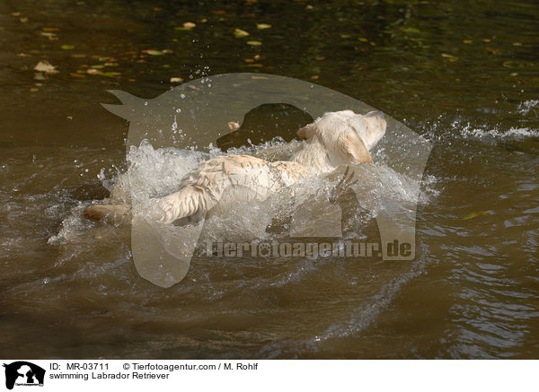 schwimmender Labrador Retriever / swimming Labrador Retriever / MR-03711