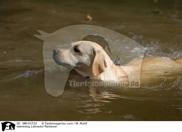 schwimmender Labrador Retriever / swimming Labrador Retriever / MR-03724