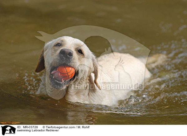 schwimmender Labrador Retriever / swimming Labrador Retriever / MR-03726