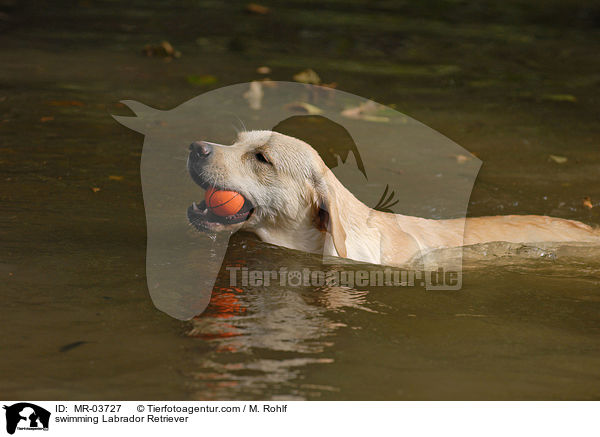 schwimmender Labrador Retriever / swimming Labrador Retriever / MR-03727