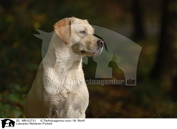 Labrador Retriever Portrait / Labrador Retriever Portrait / MR-03731