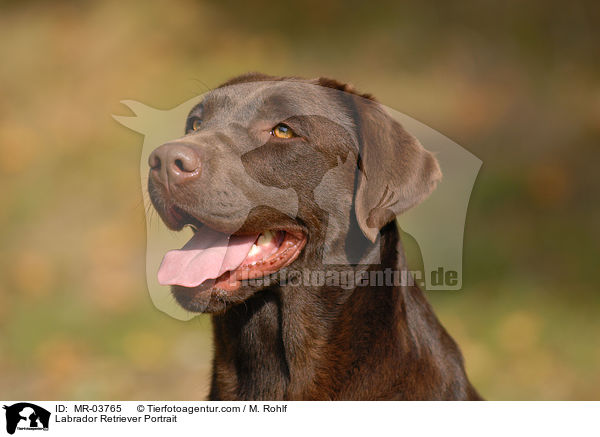 Labrador Retriever Portrait / Labrador Retriever Portrait / MR-03765
