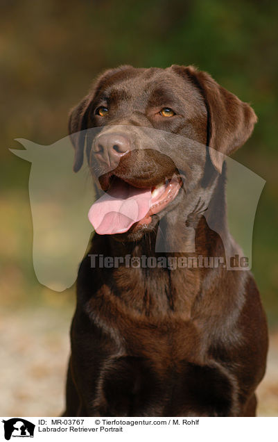 Labrador Retriever Portrait / Labrador Retriever Portrait / MR-03767