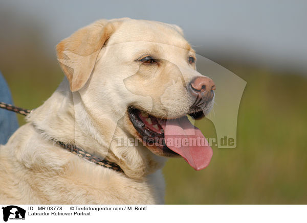 Labrador Retriever Portrait / Labrador Retriever Portrait / MR-03778