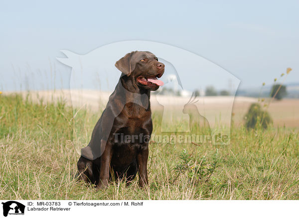 Labrador Retriever / Labrador Retriever / MR-03783