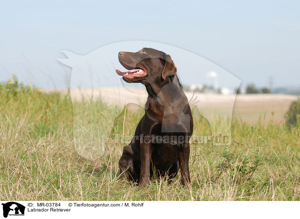 Labrador Retriever / Labrador Retriever / MR-03784