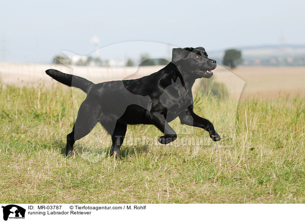 rennender Labrador Retriever / running Labrador Retriever / MR-03787