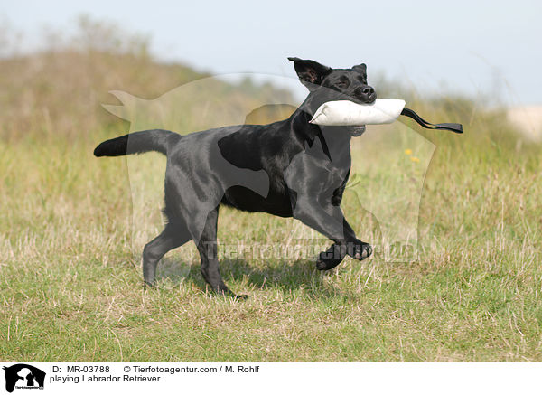 spielender Labrador Retriever / playing Labrador Retriever / MR-03788