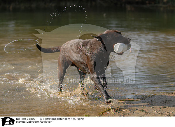 spielender Labrador Retriever / playing Labrador Retriever / MR-03800