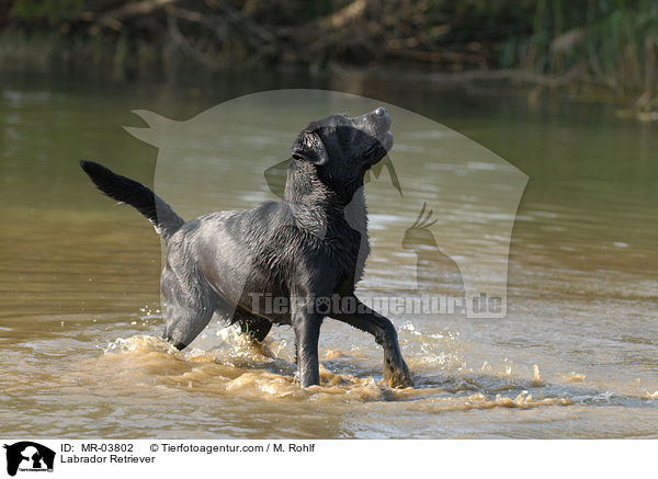 Labrador Retriever / Labrador Retriever / MR-03802