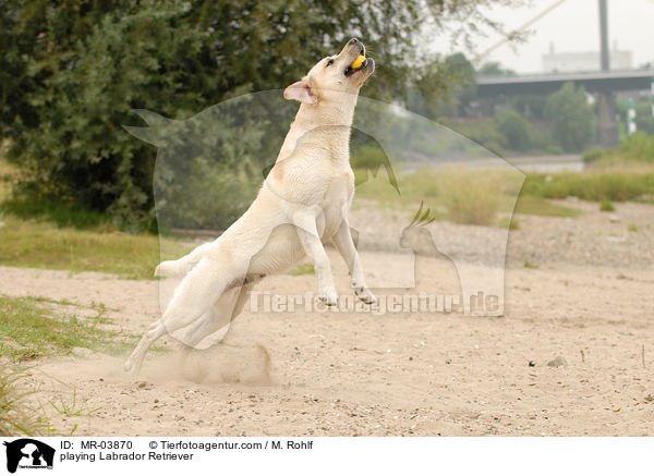 spielender Labrador Retriever / playing Labrador Retriever / MR-03870