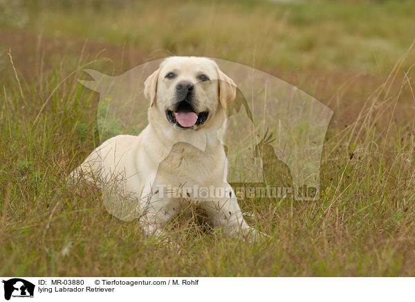 liegender Labrador Retriever / lying Labrador Retriever / MR-03880