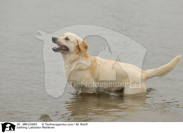 badender Labrador Retriever / bathing Labrador Retriever / MR-03885