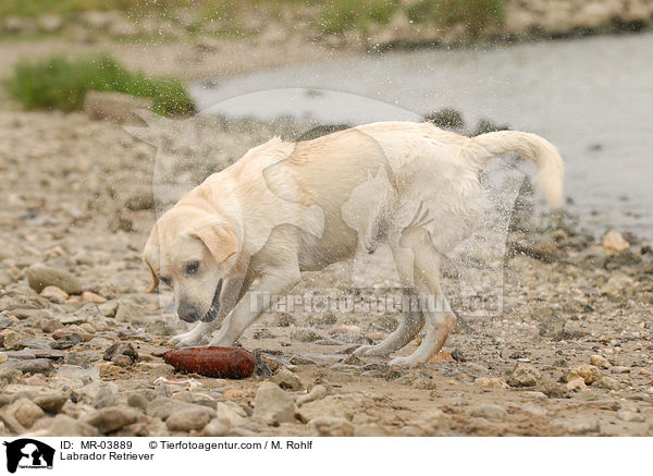 Labrador Retriever / Labrador Retriever / MR-03889