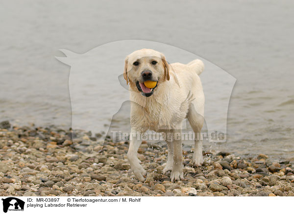 spielender Labrador Retriever / playing Labrador Retriever / MR-03897