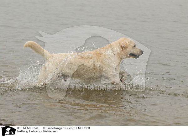 badender Labrador Retriever / bathing Labrador Retriever / MR-03898