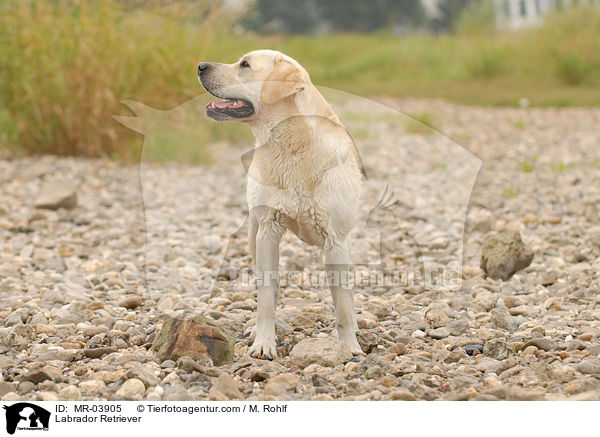 Labrador Retriever / Labrador Retriever / MR-03905
