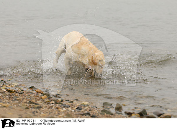 apportierender Labrador Retriever / retrieving Labrador Retriever / MR-03911