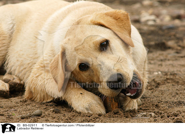 Labrador Retriever / Labrador Retriever / BS-02911