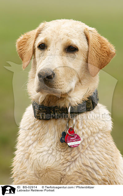 Labrador Retriever Portrait / Labrador Retriever Portrait / BS-02914