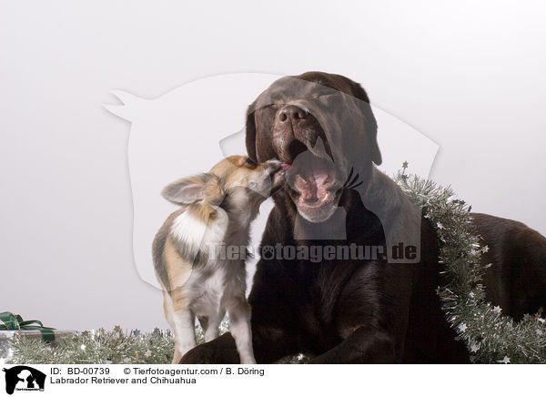Labrador Retriever und Chihuahua / Labrador Retriever and Chihuahua / BD-00739