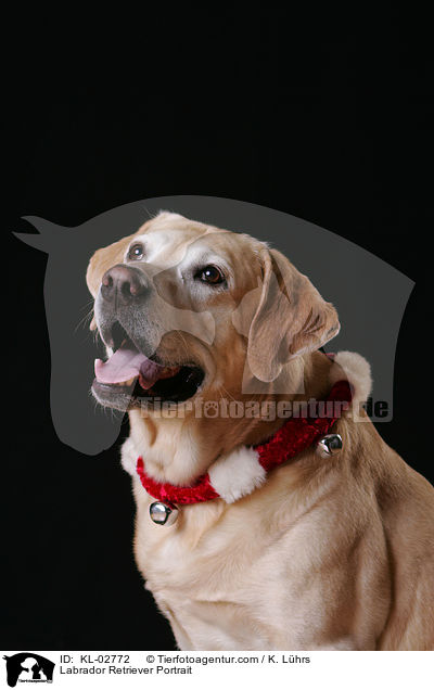 Labrador Retriever Portrait / Labrador Retriever Portrait / KL-02772