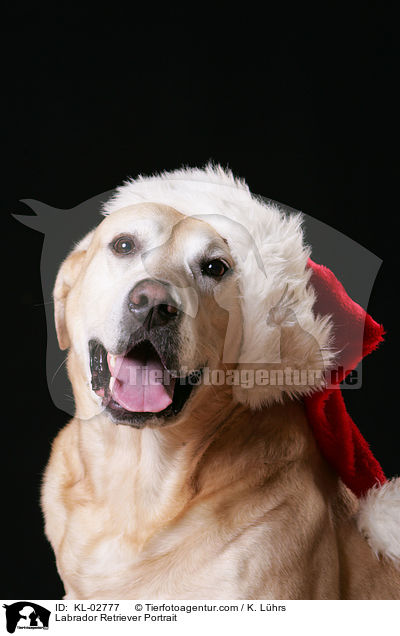 Labrador Retriever Portrait / Labrador Retriever Portrait / KL-02777