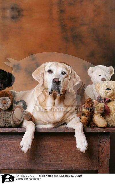 Labrador Retriever / Labrador Retriever / KL-02779
