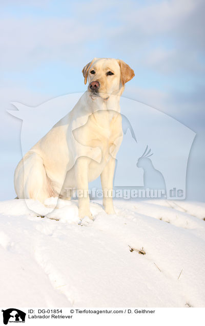 Labrador Retriever / Labrador Retriever / DG-01854