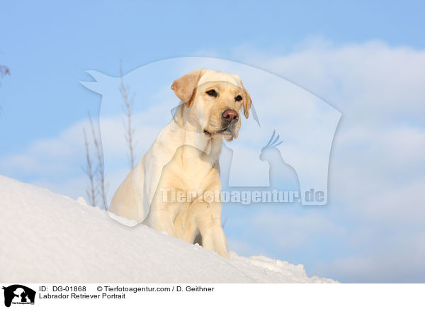 Labrador Retriever Portrait / Labrador Retriever Portrait / DG-01868
