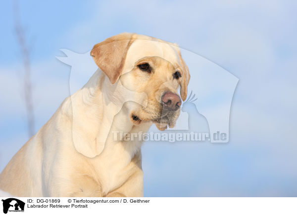 Labrador Retriever Portrait / Labrador Retriever Portrait / DG-01869
