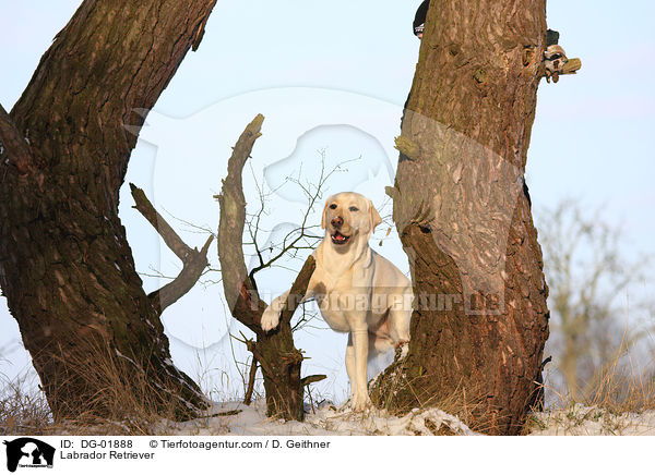 Labrador Retriever / Labrador Retriever / DG-01888