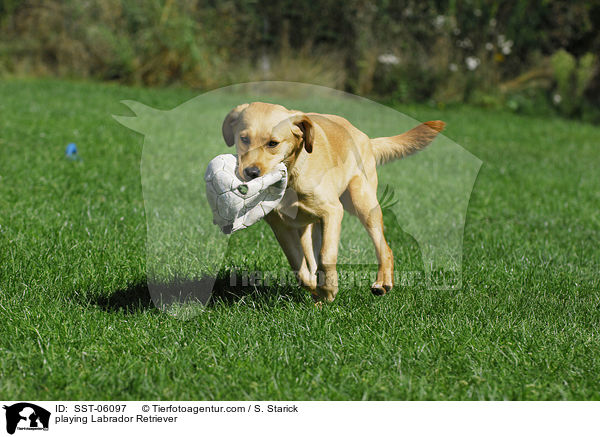 spielender Labrador Retriever / playing Labrador Retriever / SST-06097