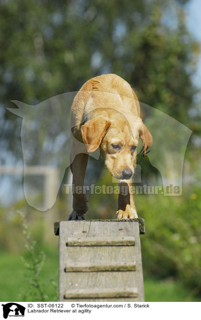 Labrador Retriever at agility / SST-06122