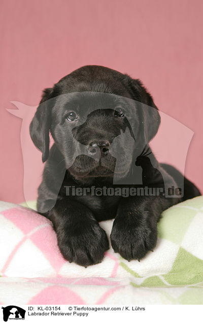 Labrador Retriever Welpe / Labrador Retriever Puppy / KL-03154