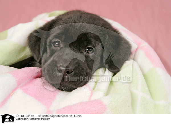 Labrador Retriever Puppy / KL-03156