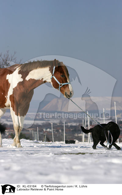 Labrador Retriever & Paint Horse / KL-03164