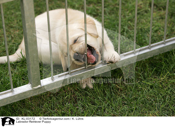 Labrador Retriever Welpe / Labrador Retriever Puppy / KL-03172