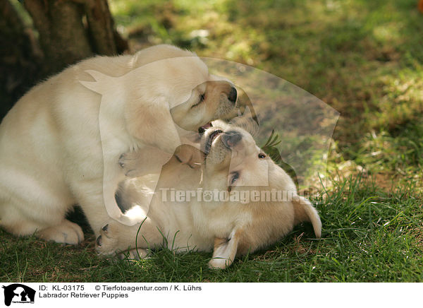 Labrador Retriever Welpen / Labrador Retriever Puppies / KL-03175