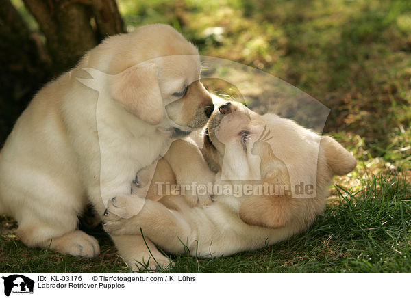 Labrador Retriever Welpen / Labrador Retriever Puppies / KL-03176