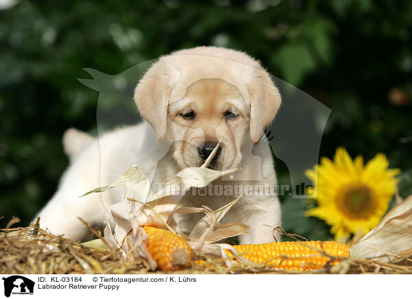 Labrador Retriever Puppy / KL-03184