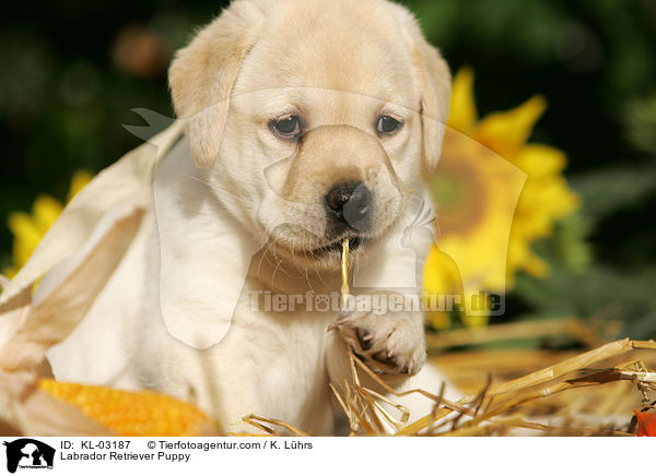 Labrador Retriever Puppy / KL-03187
