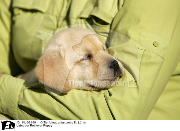 Labrador Retriever Welpe / Labrador Retriever Puppy / KL-03190