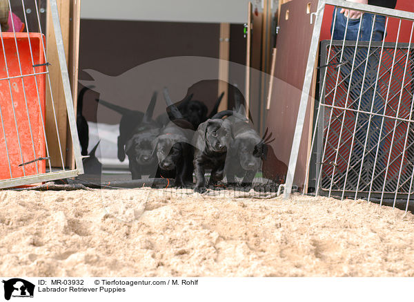 Labrador Retriever Puppies / MR-03932