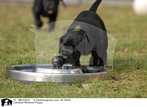 Labrador Retriever Welpe / Labrador Retriever Puppy / MR-03933